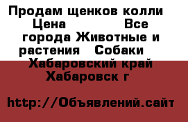Продам щенков колли › Цена ­ 15 000 - Все города Животные и растения » Собаки   . Хабаровский край,Хабаровск г.